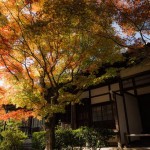 Wear Kimono in Arashiyama Famous Autumn Leaves Spot