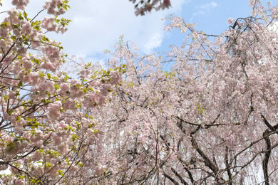 きぬかけ（龍安寺の桜2）