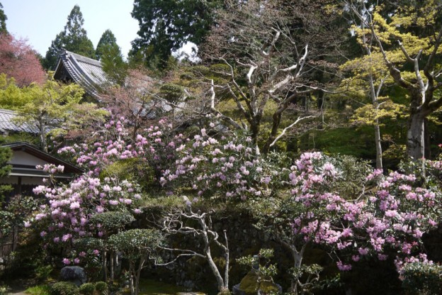 三千院 紫陽花にあふれた美しい景色 京都着物レンタルwargo