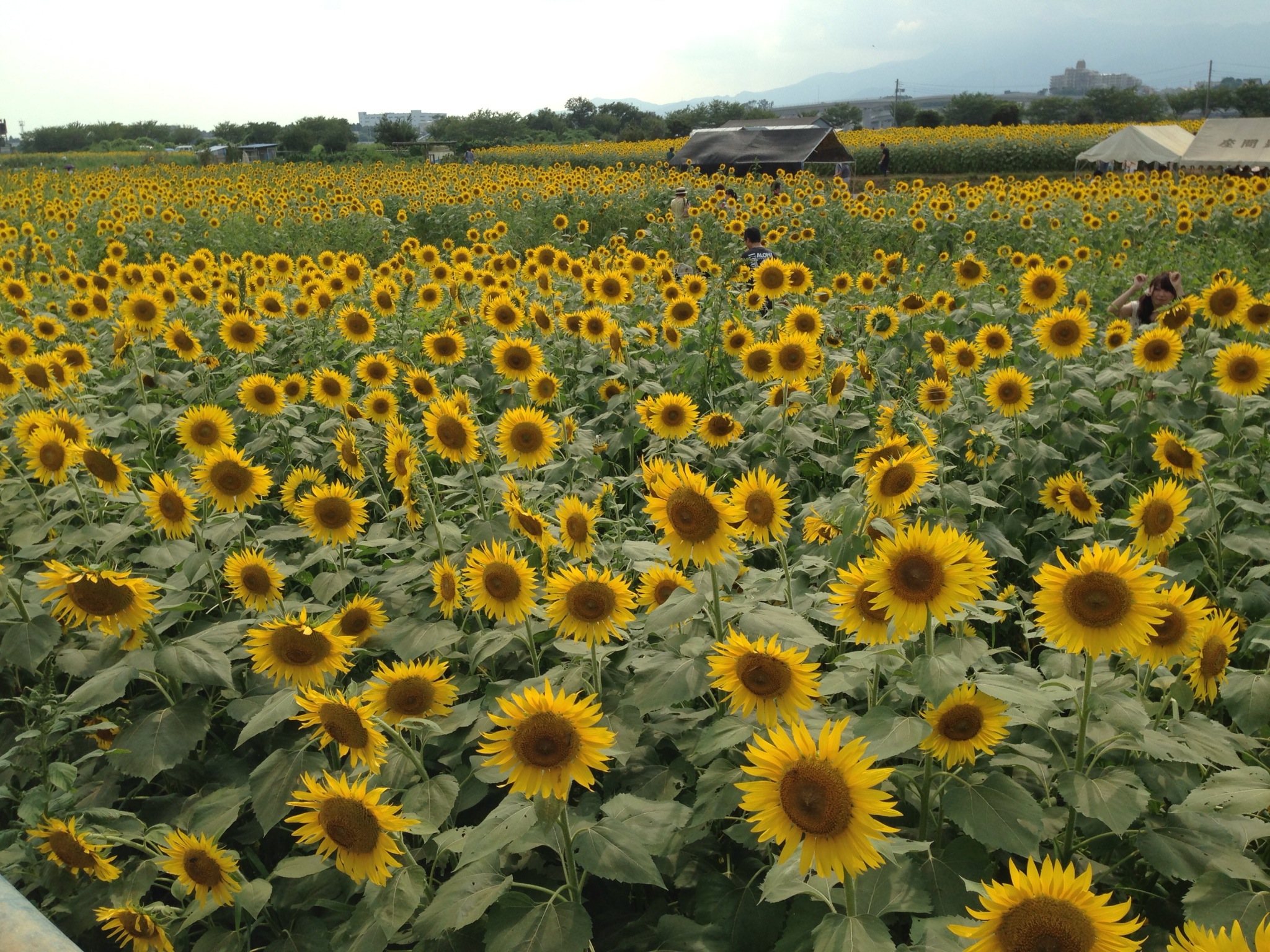 Taman Bunga Matahari Di Jepang