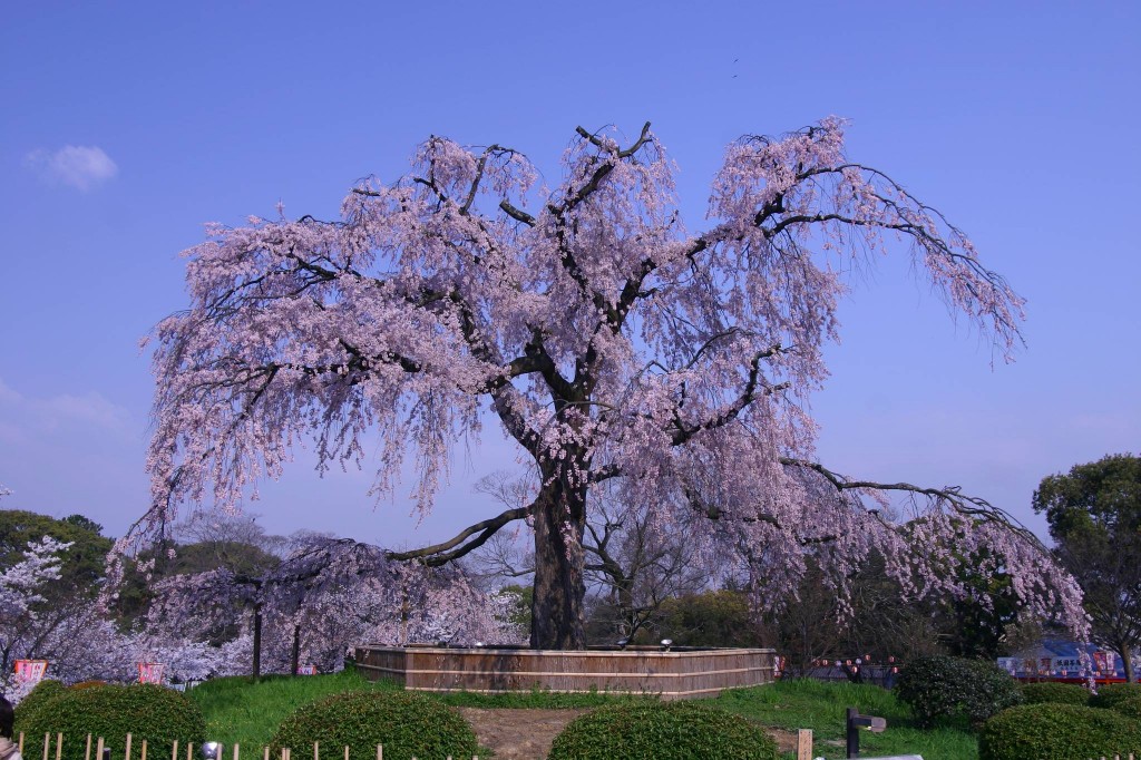 maruyama