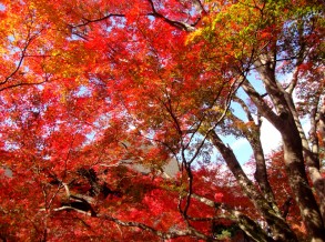 行かなきゃ損 着物で楽しめる祇園11月のイベント 京都着物レンタルwargo