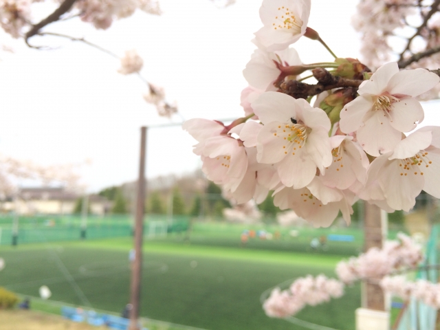 学校グラウンドの桜