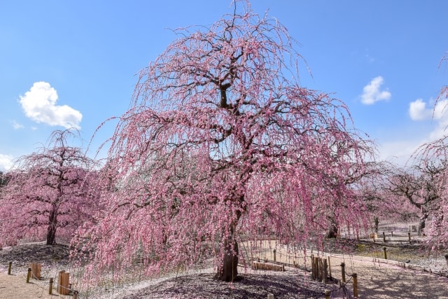 ２月１８日から城南宮で「しだれ梅と椿まつり」が始まります！