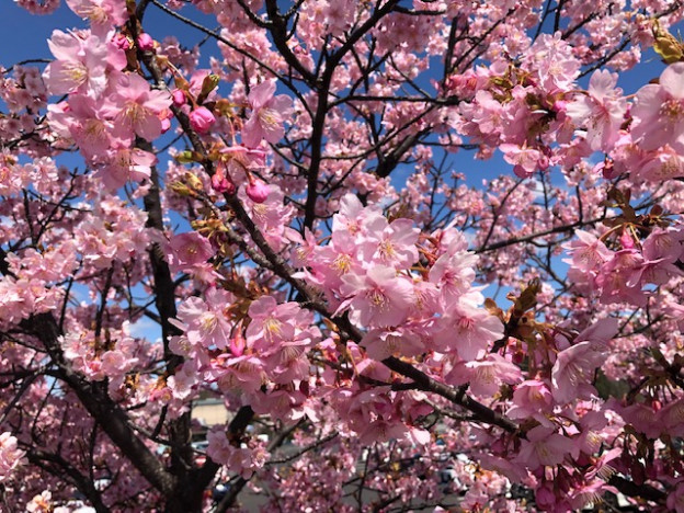 倉敷河津桜 満開です W 倉敷美観地区店 京都着物レンタルwargo 03 18